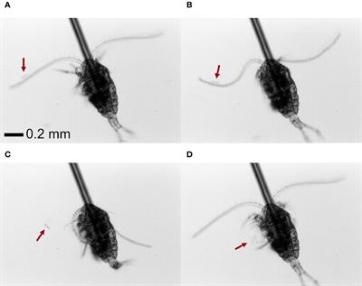 Predator Field and Colony Morphology Determine the Defensive Benefit of Colony Formation in Marine Phytoplankton